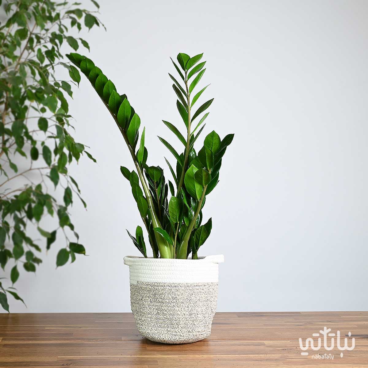 Zamia plant in a white and dark grey striped basket 1