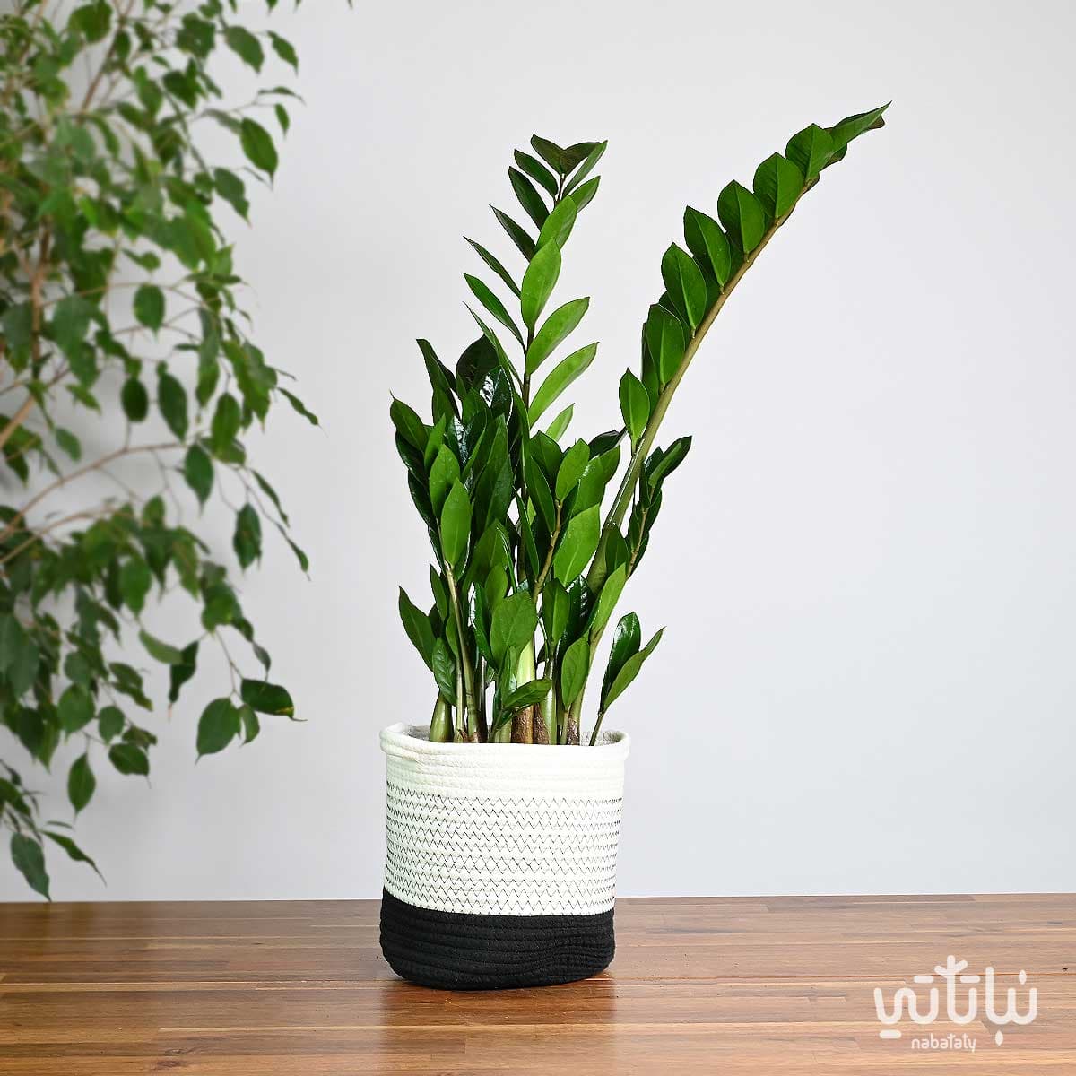 Zamia plant in a white basket with black stripes
