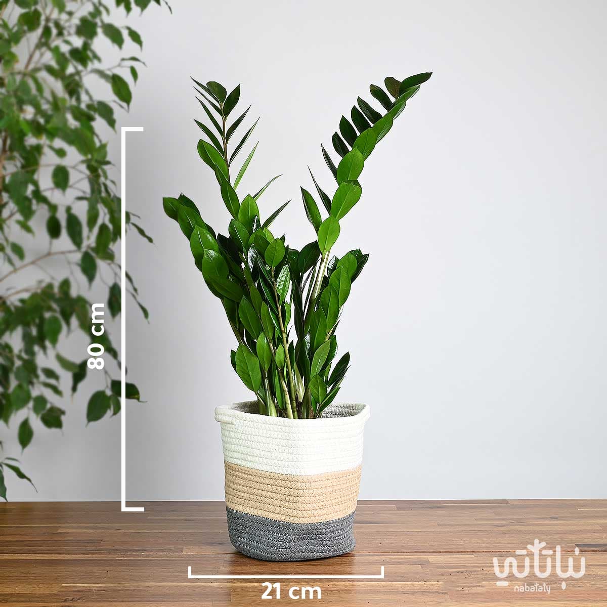 Zamia plant in a white and beige and gray basket 3