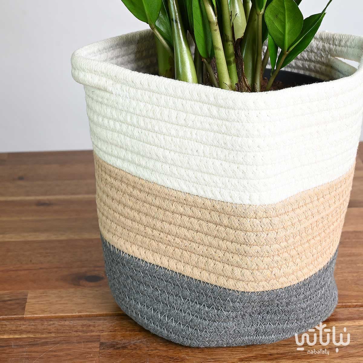 Zamia plant in a white and beige and gray basket 2