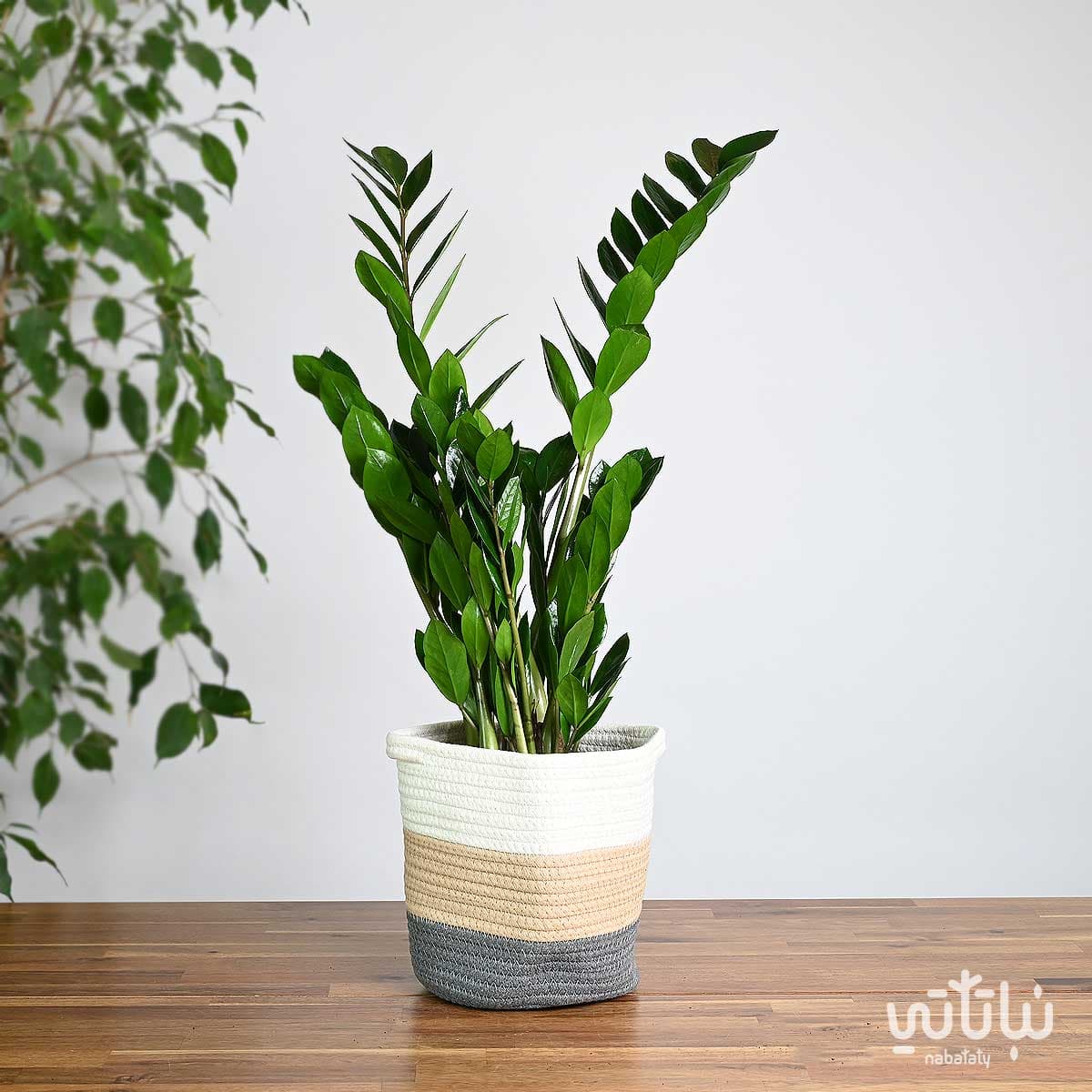 Zamia plant in a white and beige and gray basket 1