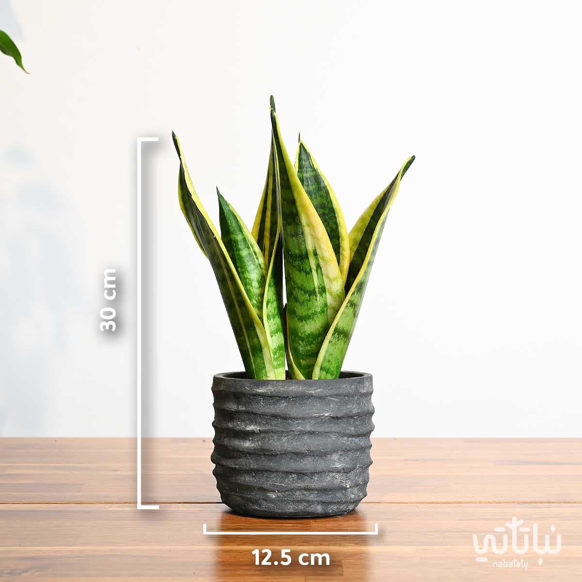 Leopard skin plant in black cement pot 2