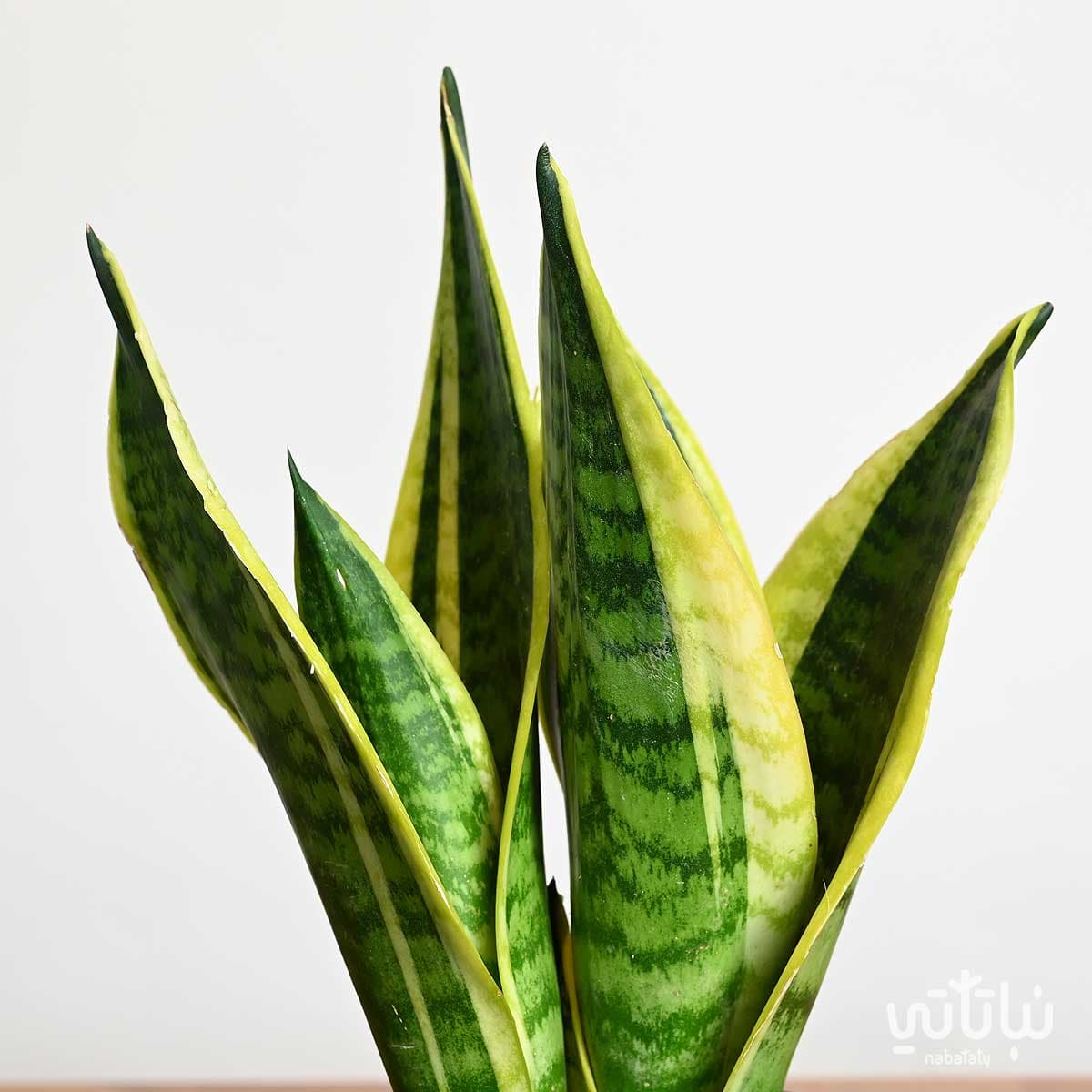Leopard skin plant in black cement pot 3