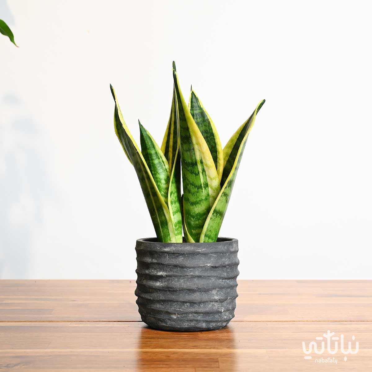 Leopard skin plant in black cement pot 1