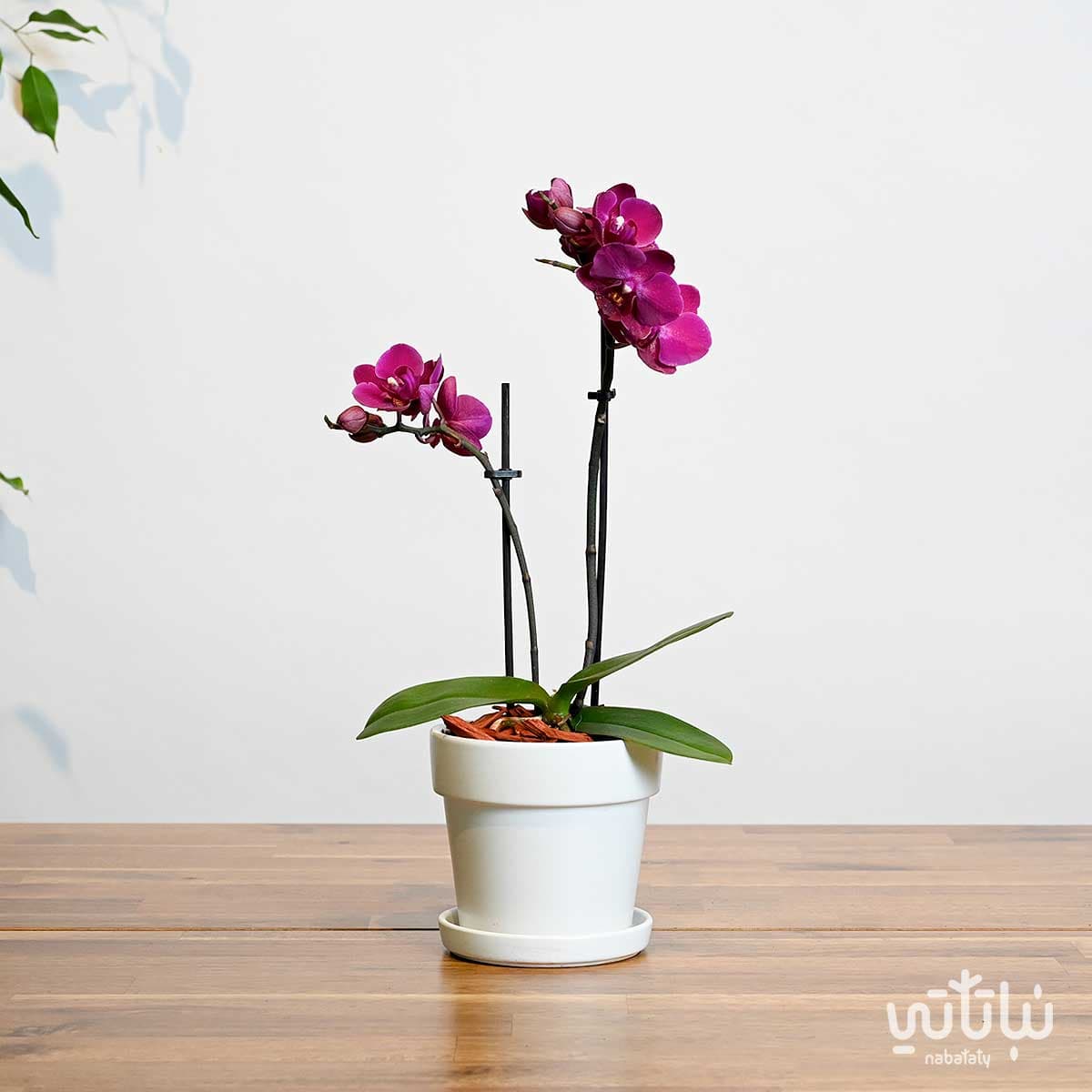 نبتة اوركيد بنفسجي صغير في اصيص سيراميك ابيض