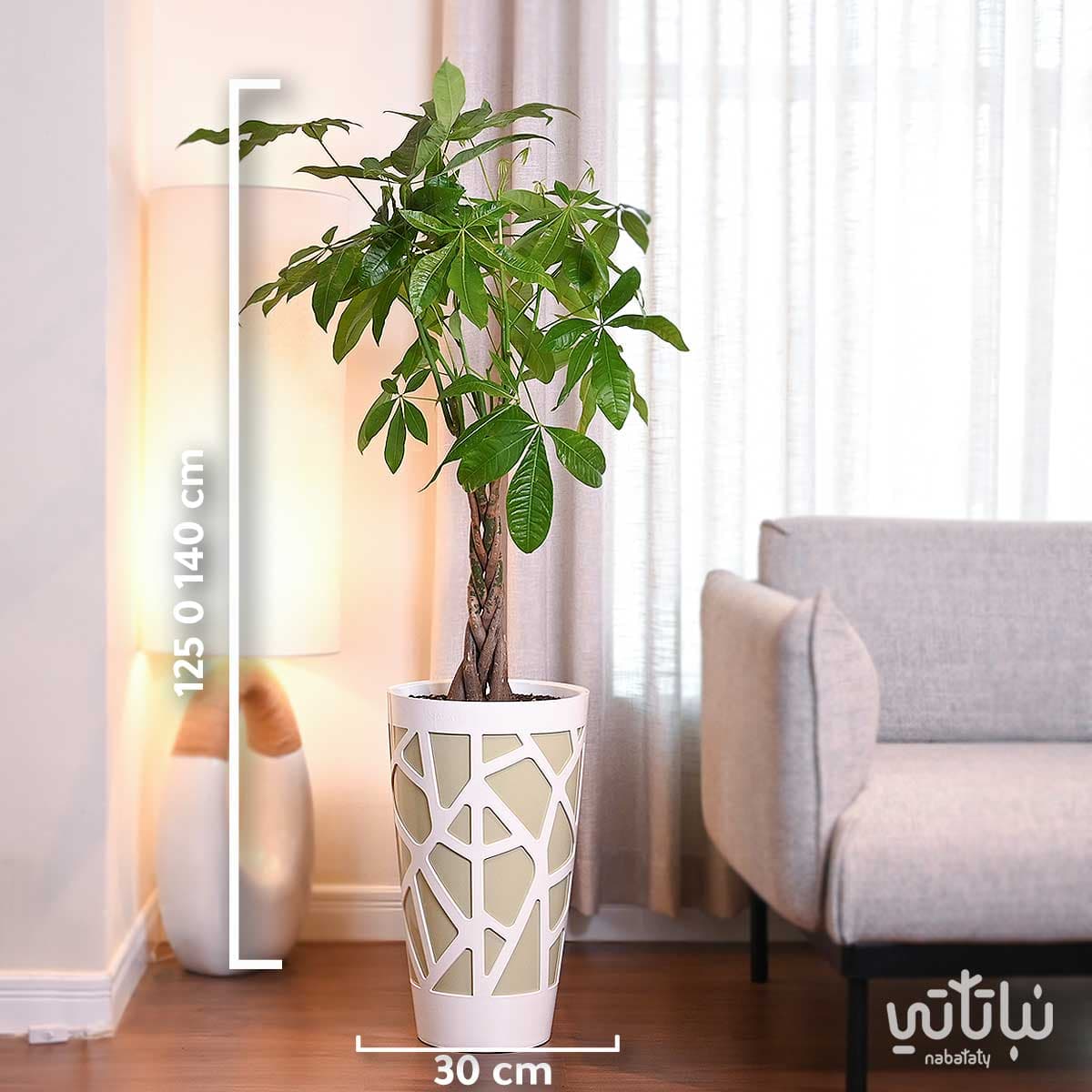نبتة باشيرا حوض موزاييك طولي اخضر 2