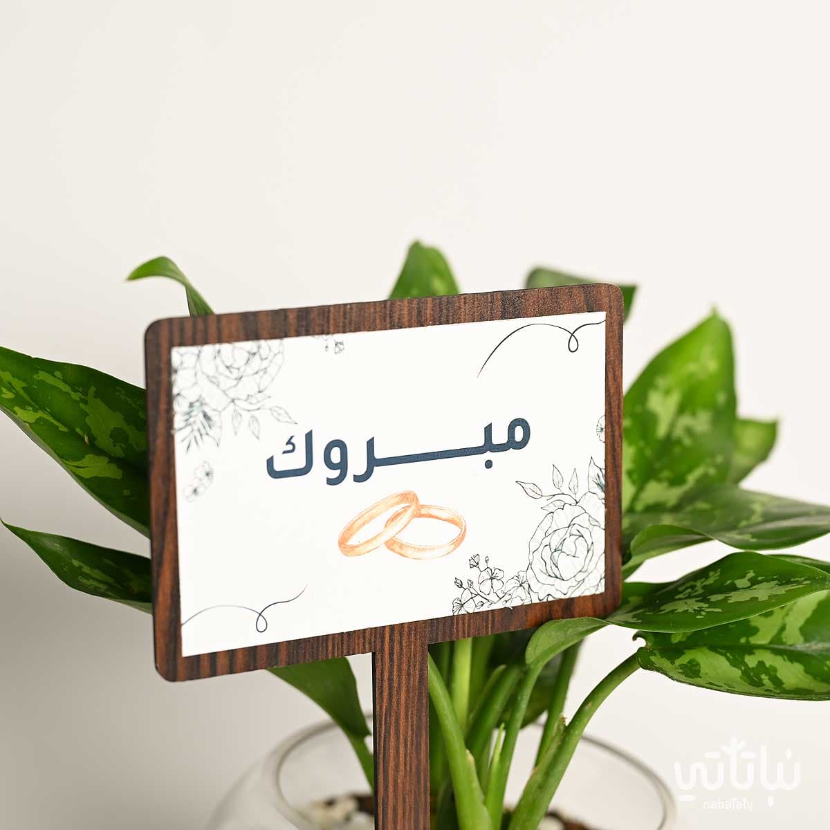هدية الزواج نبتة اجلونيما وتشوكلت أنوش 2