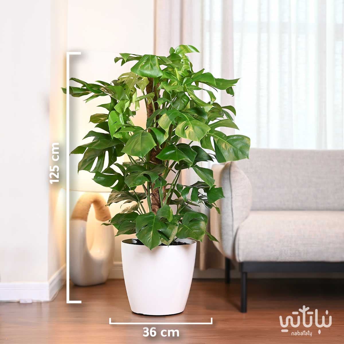 نبتة مونستيرا – القفص الصدري متسلقة كبيرة في حوض ري ذاتي ابيض 2