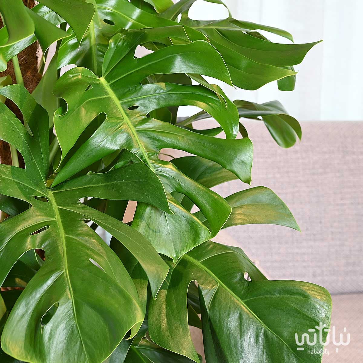 نبتة مونستيرا – القفص الصدري متسلقة كبيرة في حوض ري ذاتي ابيض 4