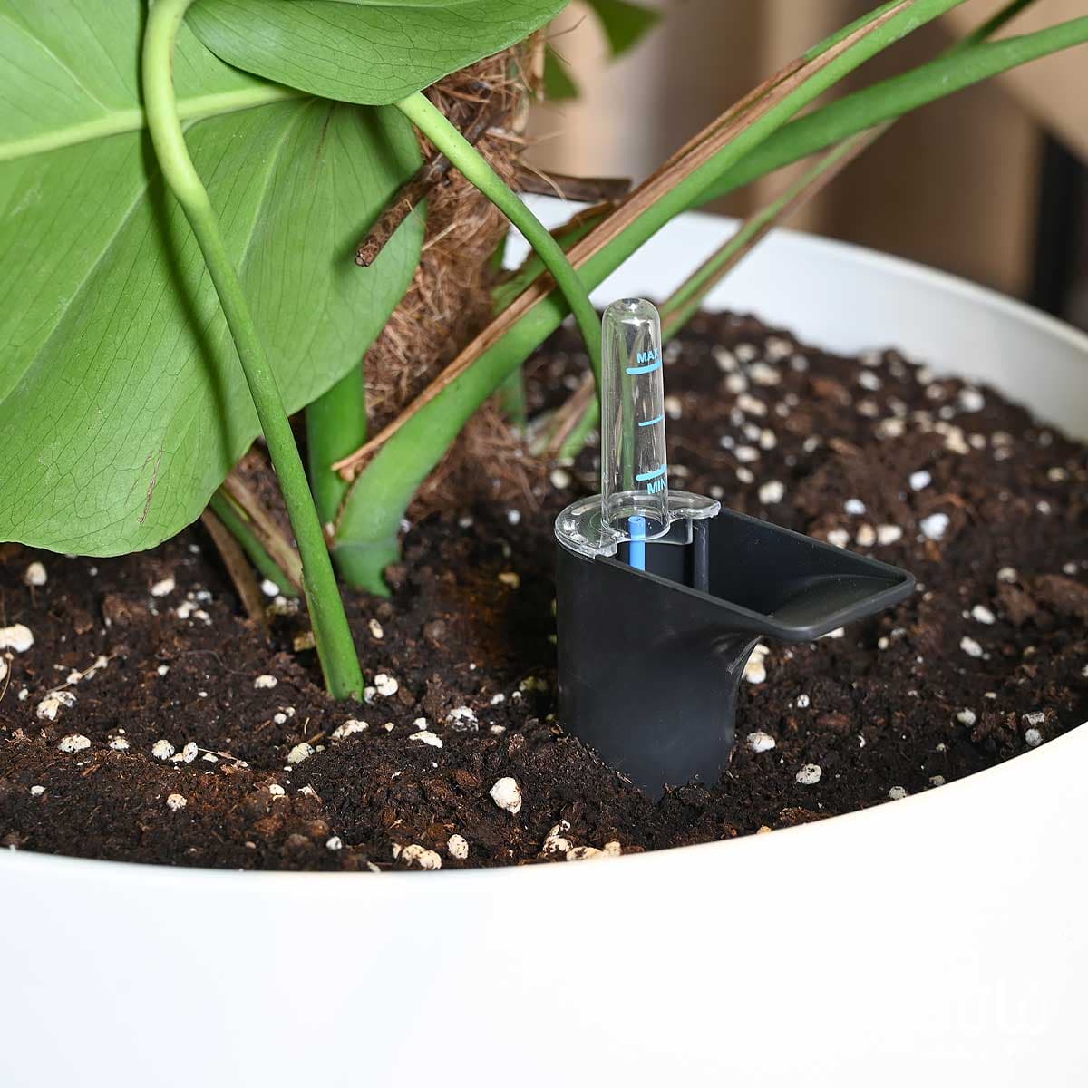 نبتة مونستيرا – القفص الصدري متسلقة كبيرة في حوض ري ذاتي ابيض 3