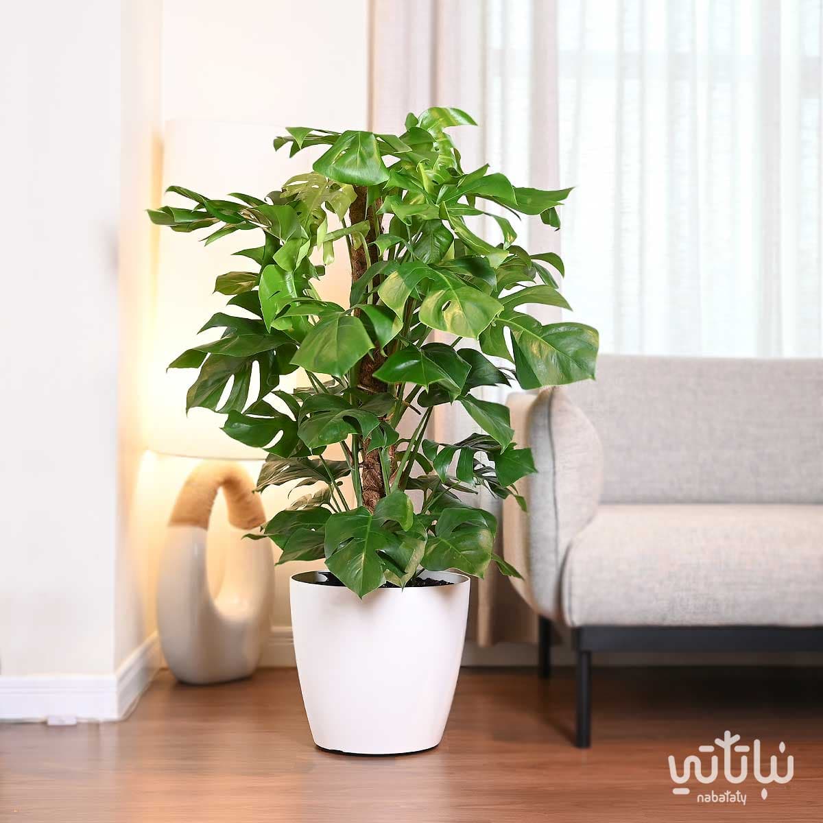 نبتة مونستيرا – القفص الصدري متسلقة كبيرة في حوض ري ذاتي ابيض 1