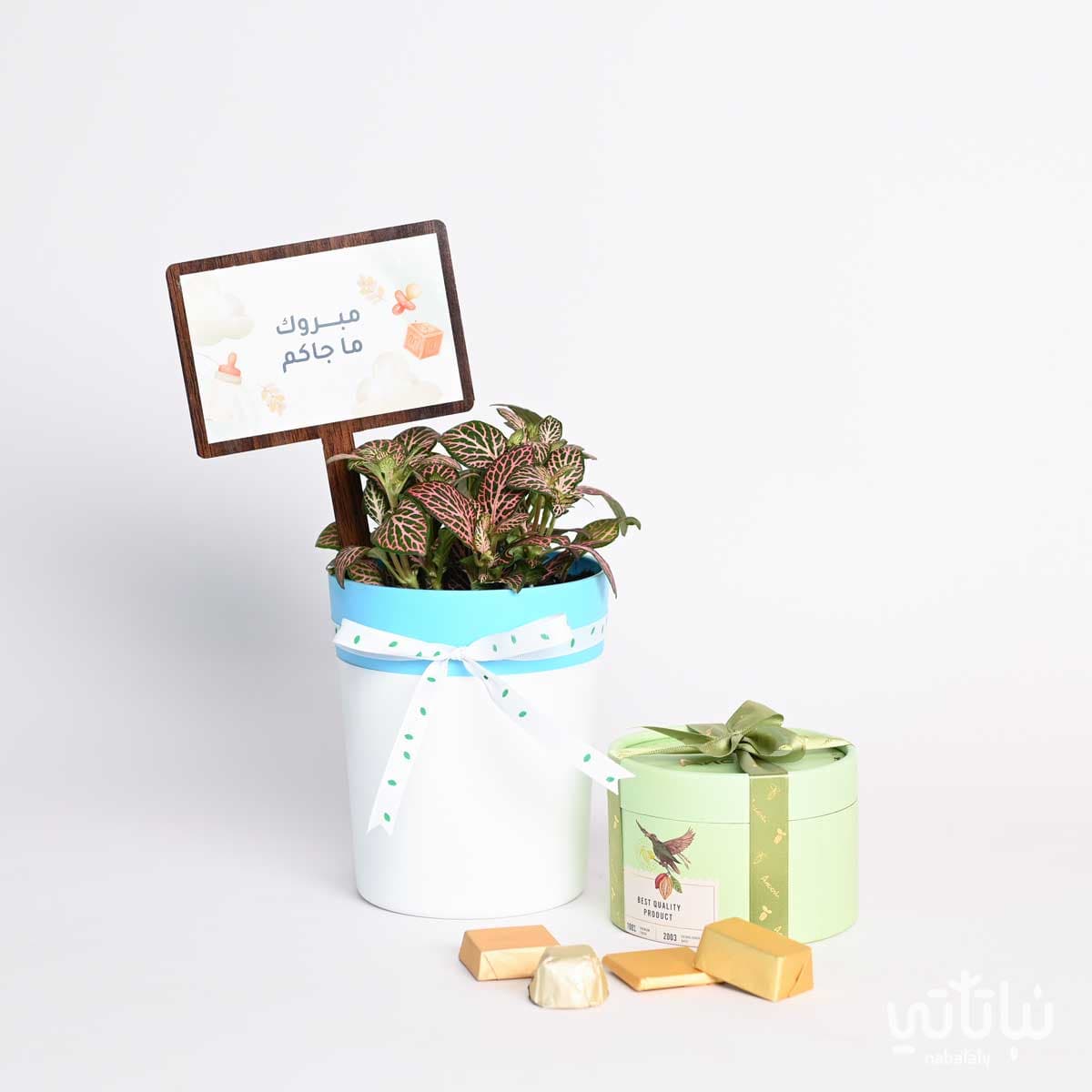 Newborn gift Fittonia plant and wrapped chocolate 1