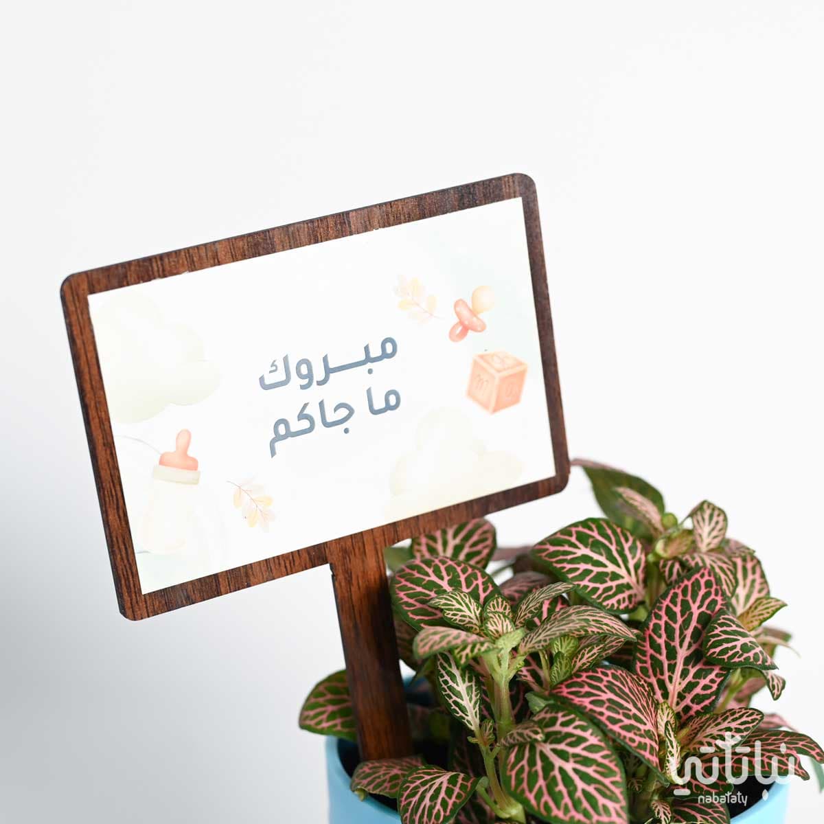 Newborn gift Fittonia plant and wrapped chocolate 3
