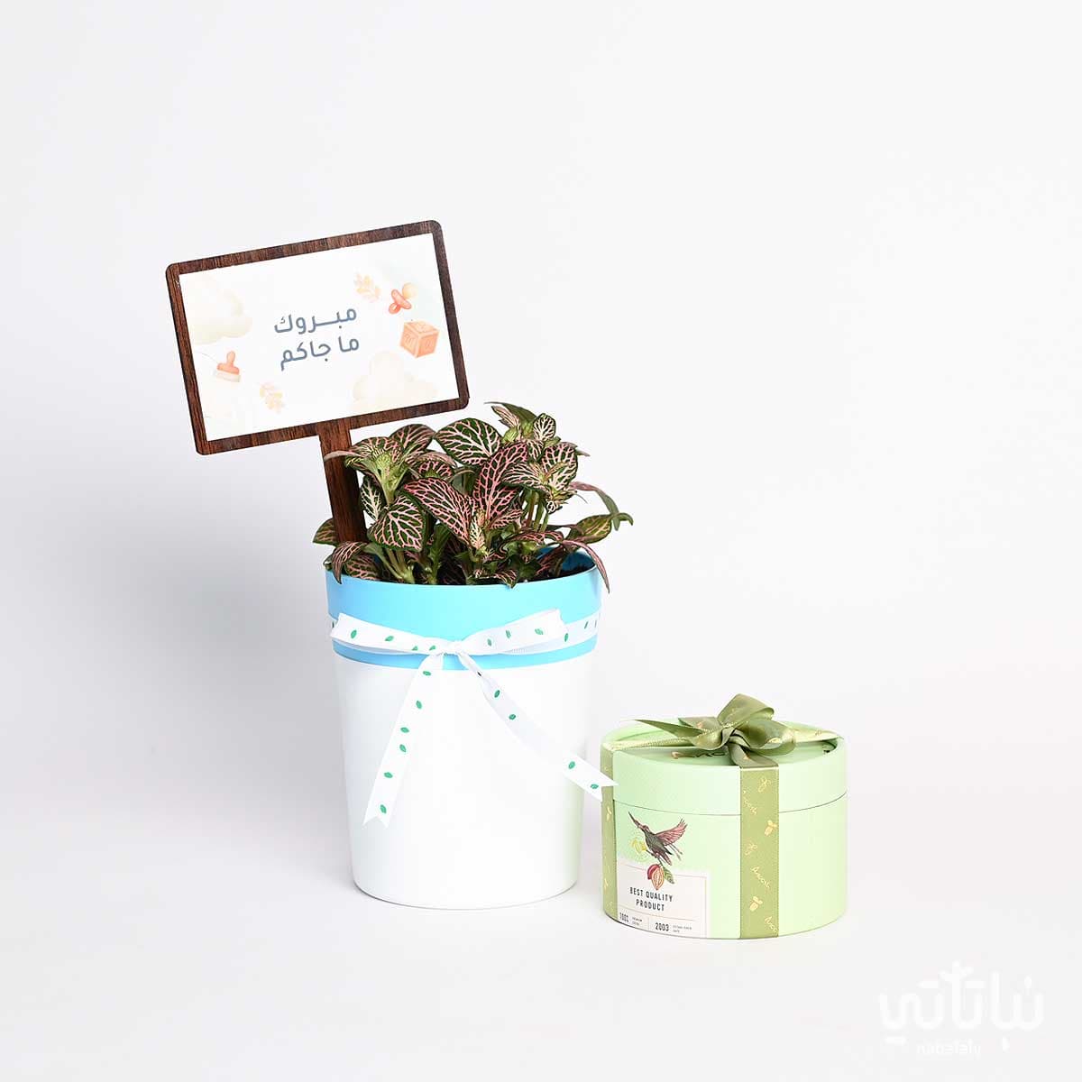 Newborn gift Fittonia plant and wrapped chocolate 2