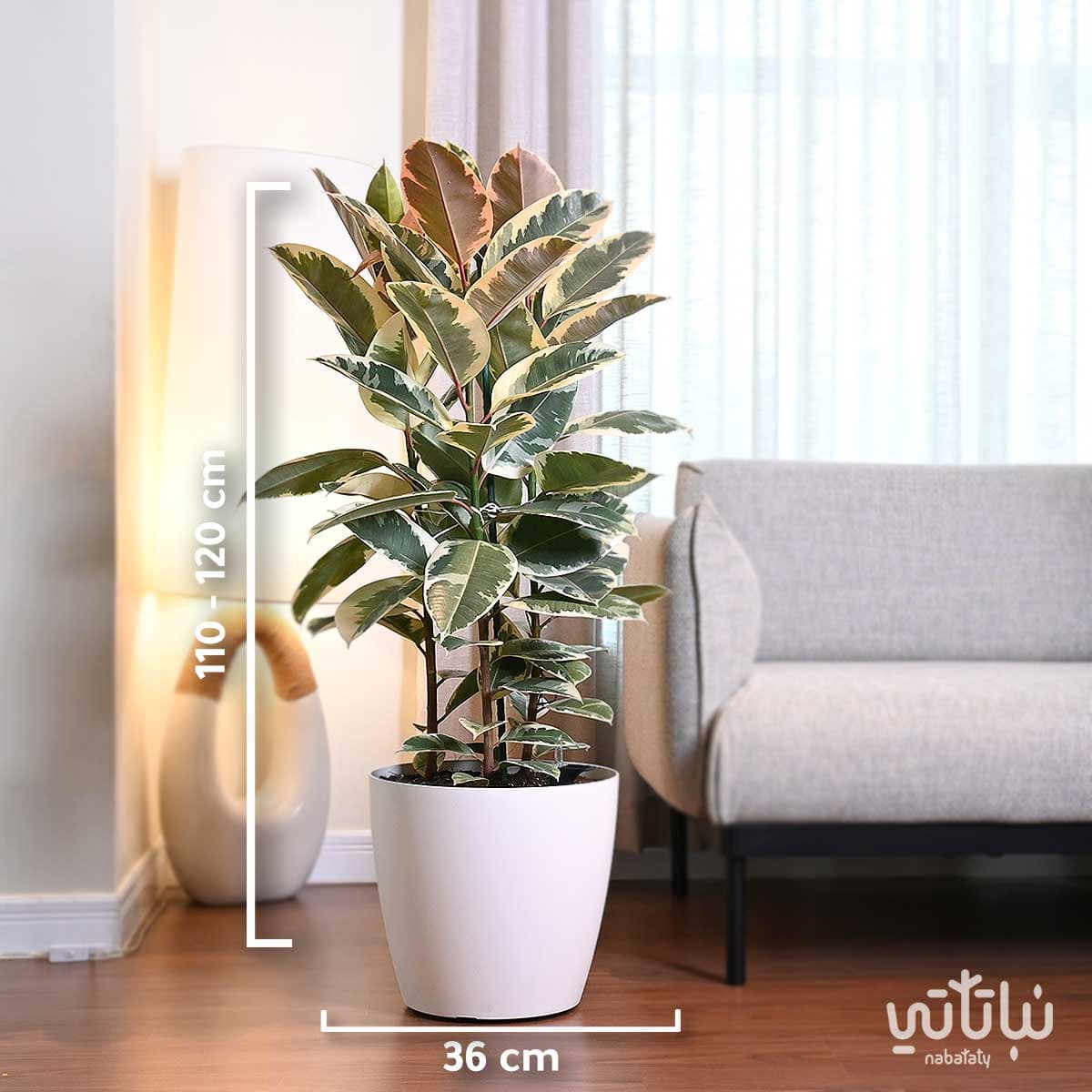 نبتة فيكس مطاط مبرقشة كبيرة في حوض ري ذاتي ابيض 2