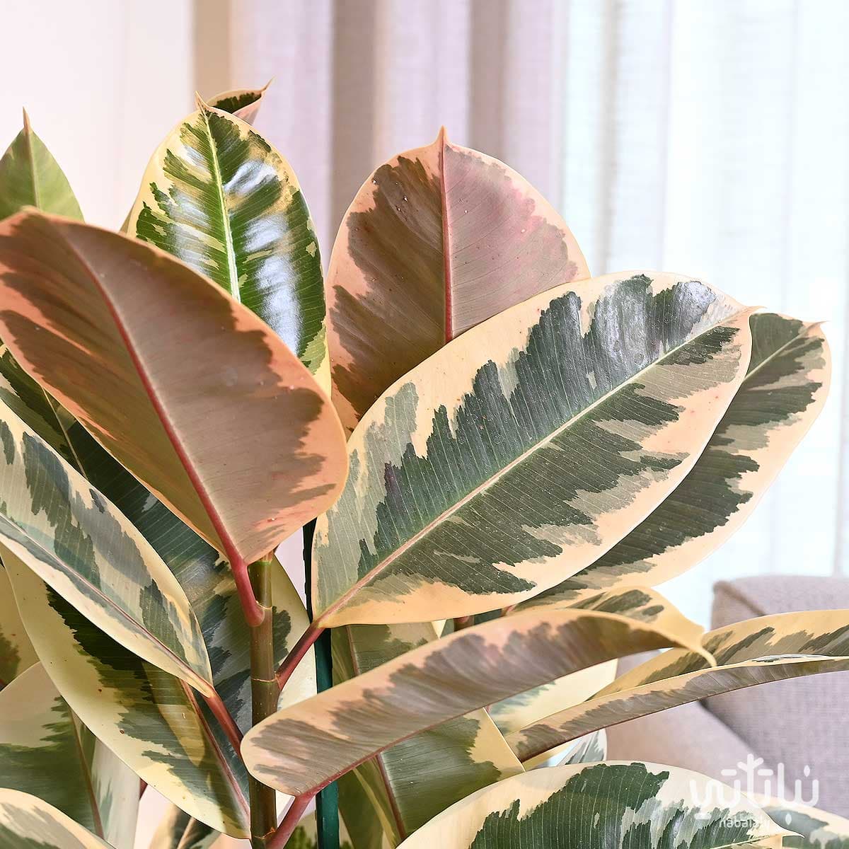 نبتة فيكس مطاط مبرقشة كبيرة في حوض ري ذاتي ابيض 4