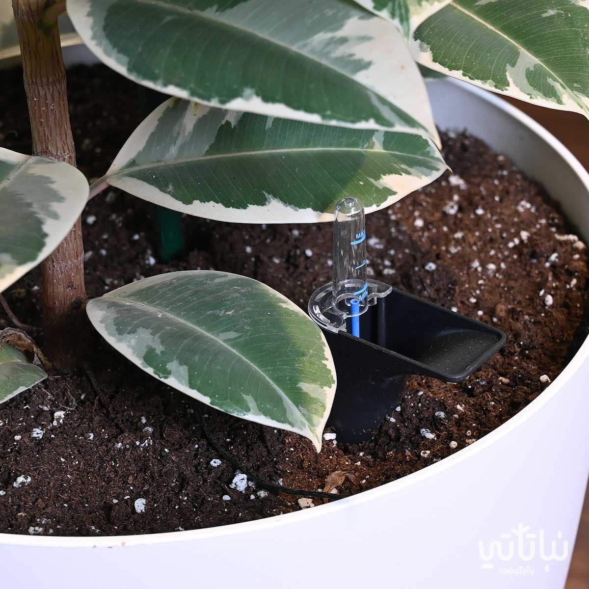 نبتة فيكس مطاط مبرقشة كبيرة في حوض ري ذاتي ابيض 3