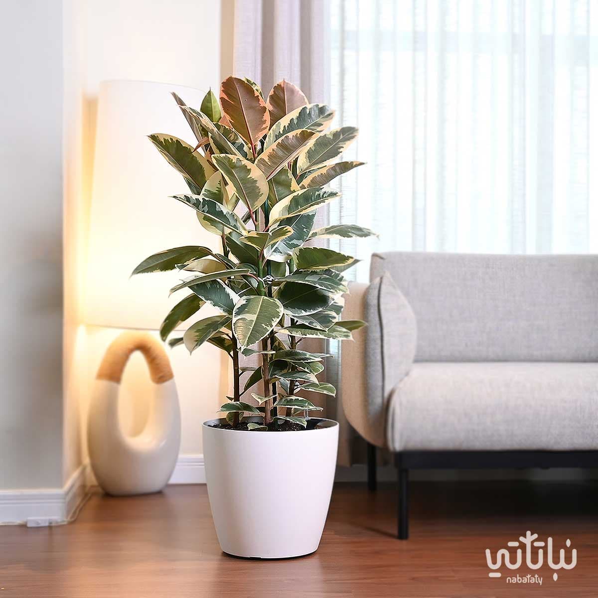 نبتة فيكس مطاط مبرقشة كبيرة في حوض ري ذاتي ابيض 1