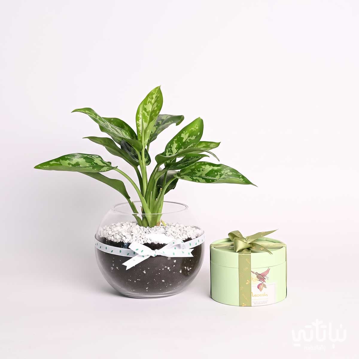 Graduation Gift Aglaonema Plant and Chocolate Wrap 3