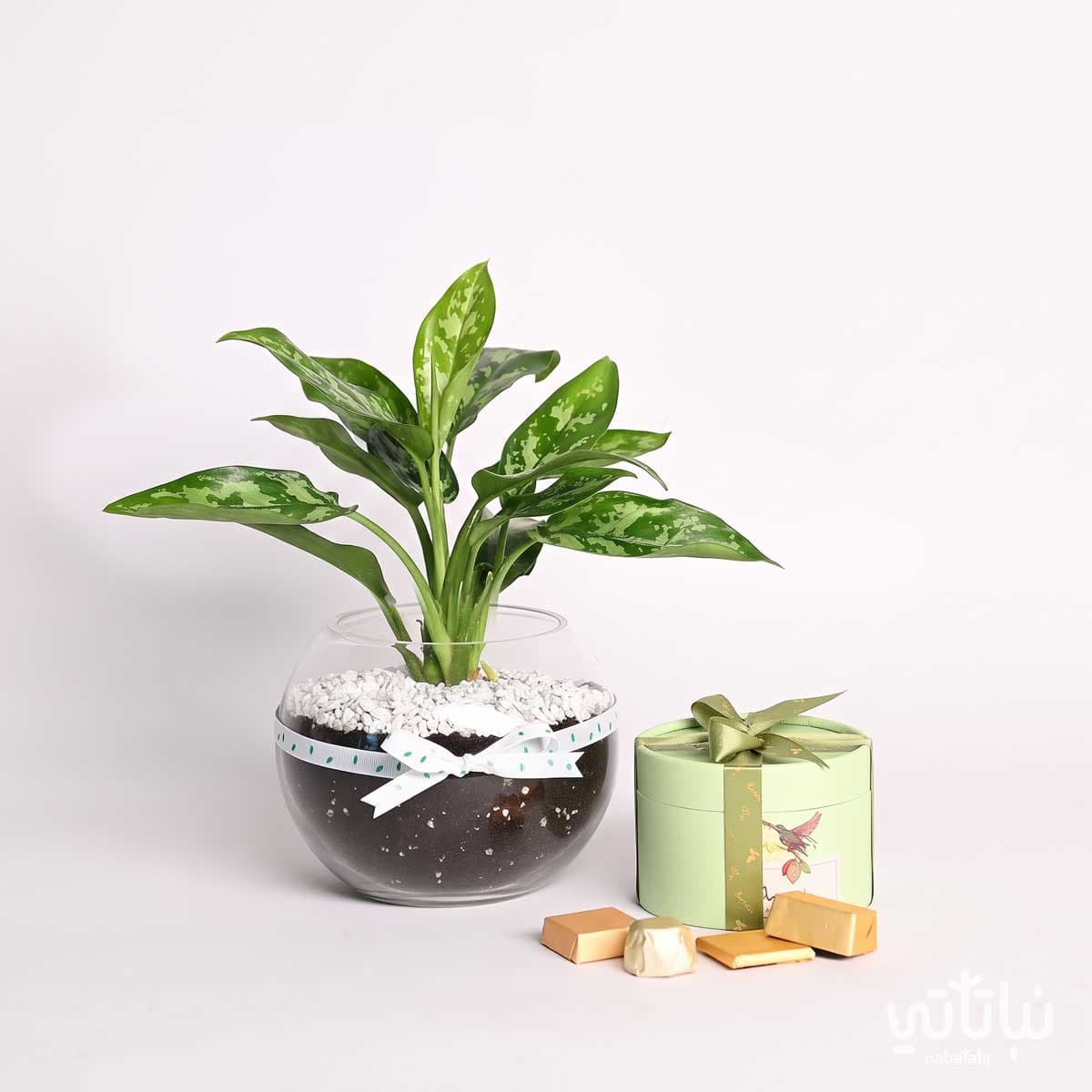 Graduation Gift Aglaonema Plant and Chocolate Wrap 1