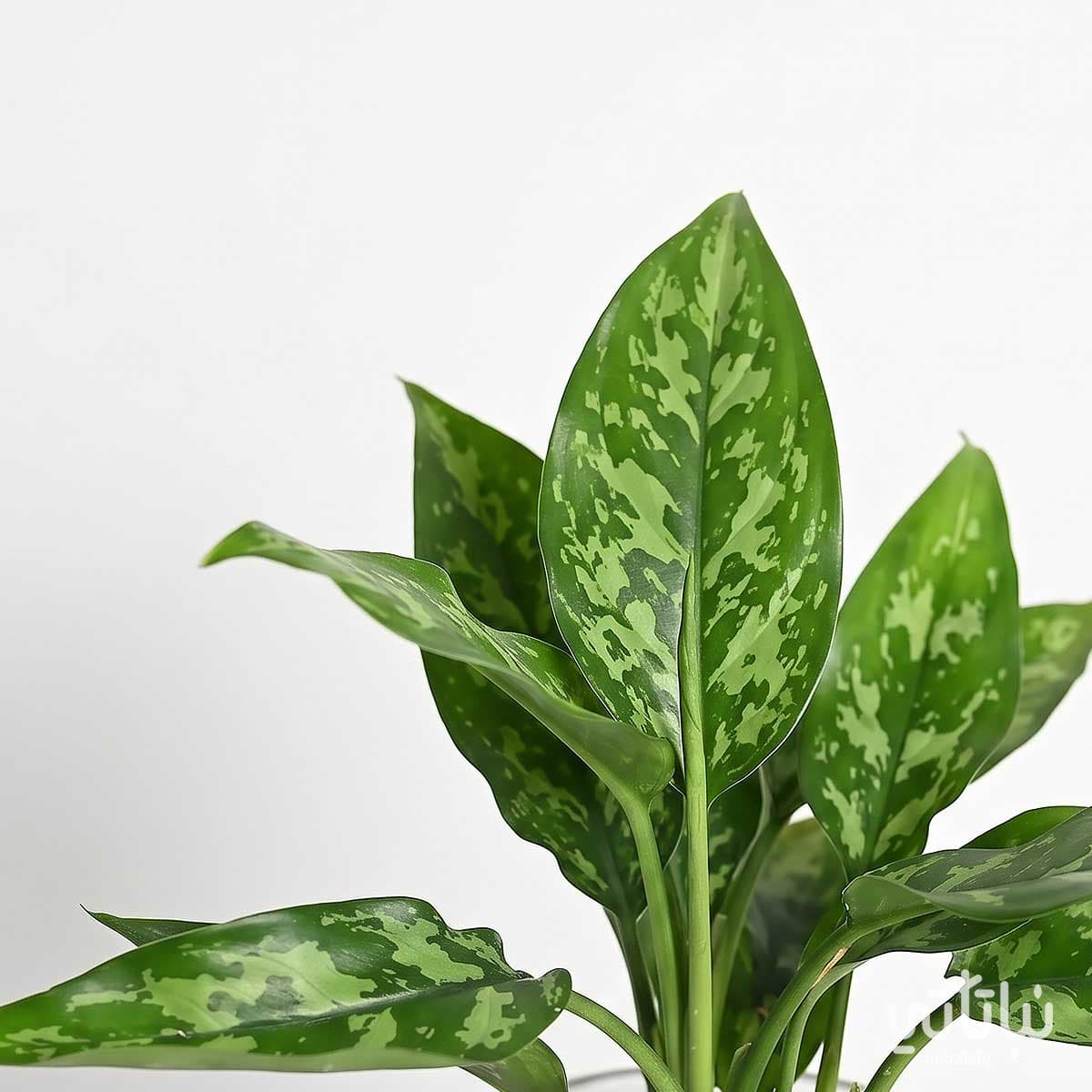 Graduation Gift Aglaonema Plant and Chocolate Wrap 2