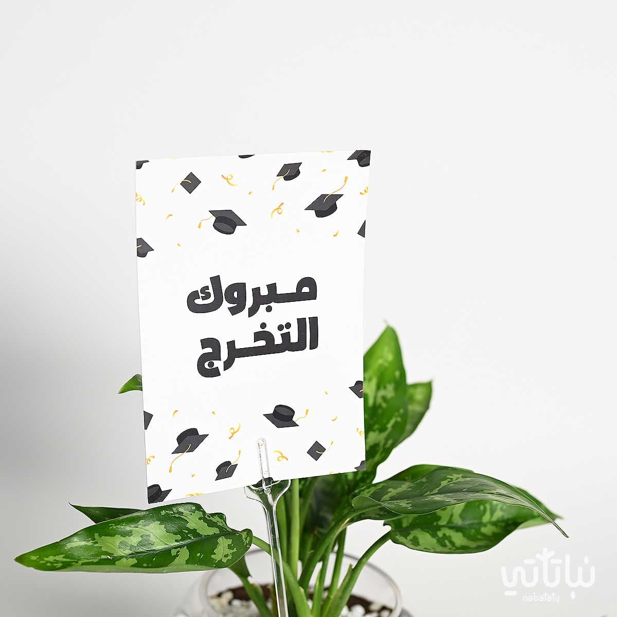 هدية مبروك التخرج نبتة الاجلونيما وتشوكلت أنوش 2