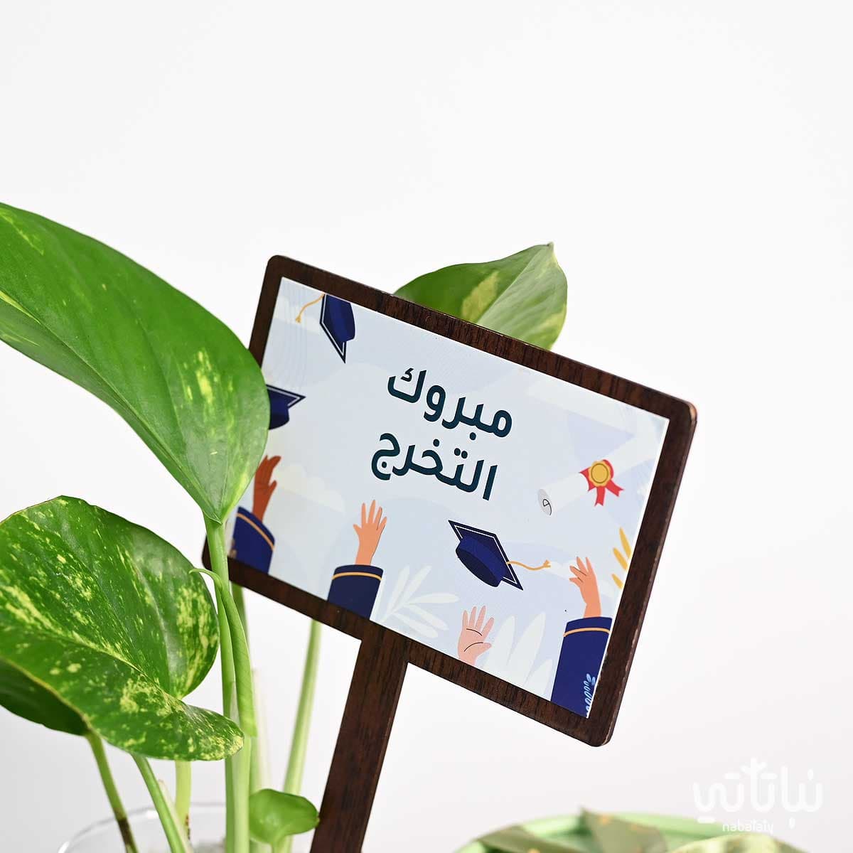 هدية مبروك التخرج نبتة البوتس وتشوكلت أنوش 3
