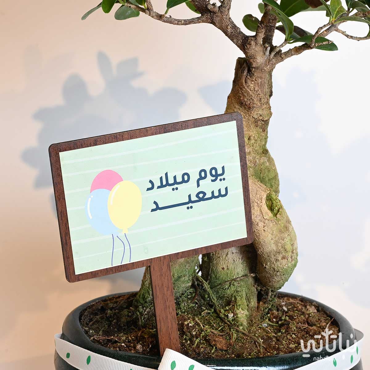 هدية يوم الميلاد نبتة البونساي و تشوكلت أنوش 2