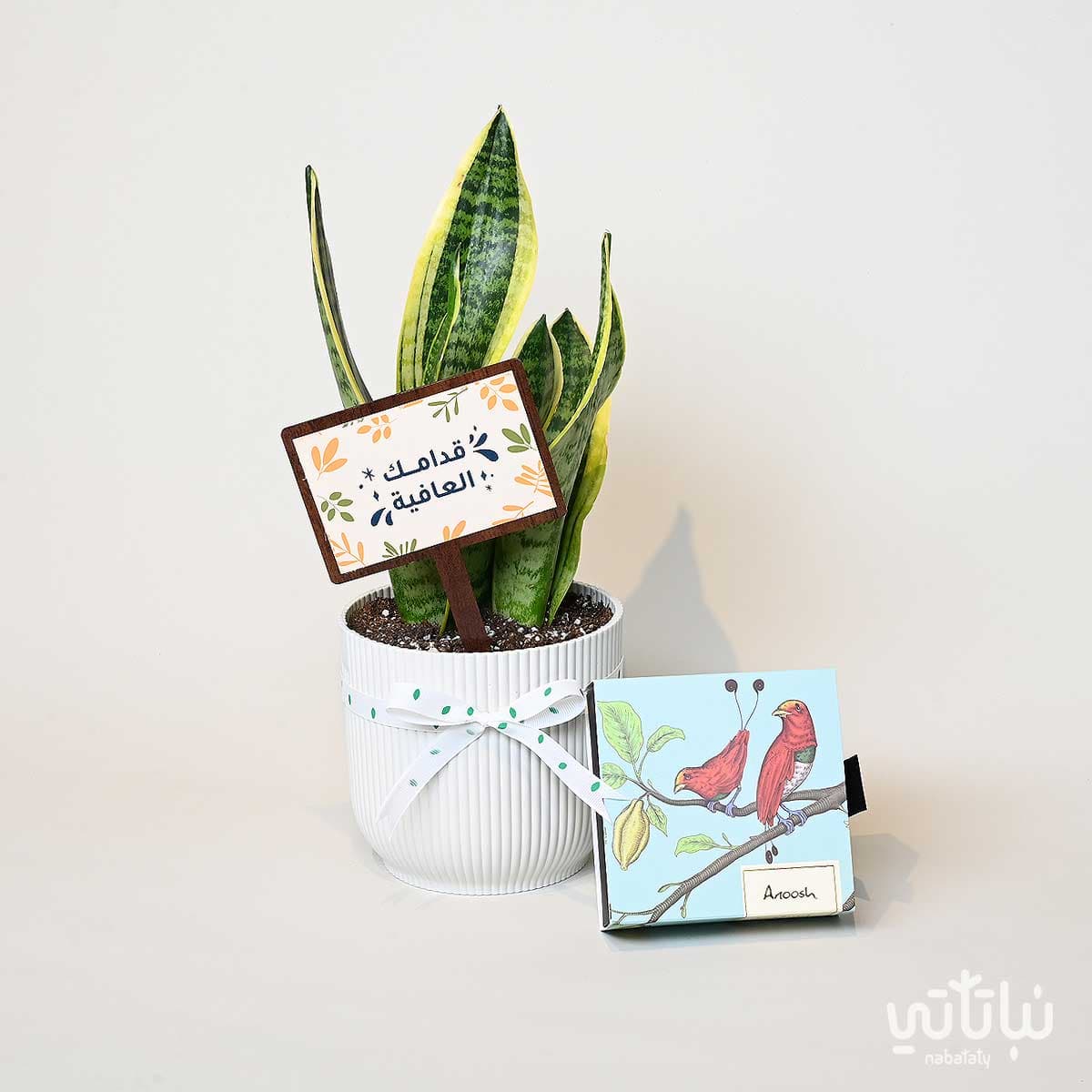 هدية قدامك العافية نبتة جلد النمر وتشوكلت بلجيكي 1