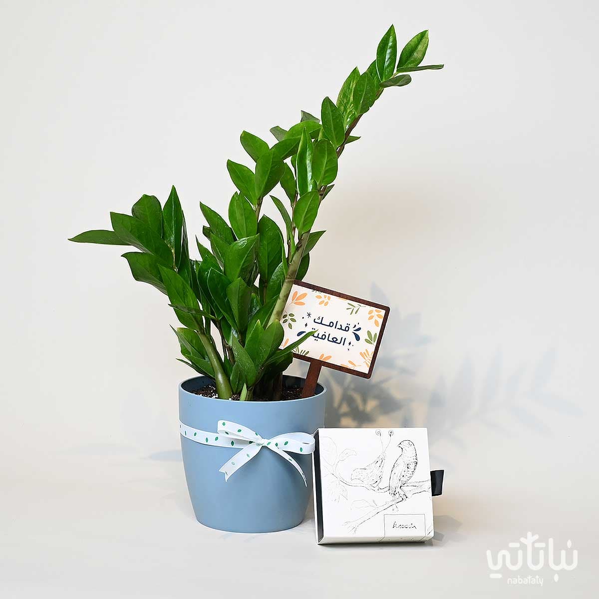 هدية قدامك العافية نبتة الزاميا وتشوكلت سولتد كراميل 1