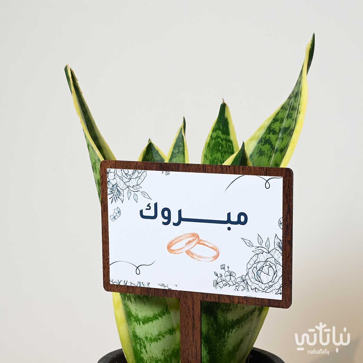 هدية الزواج نبتة جلد النمر وتشوكلت أنوش 2