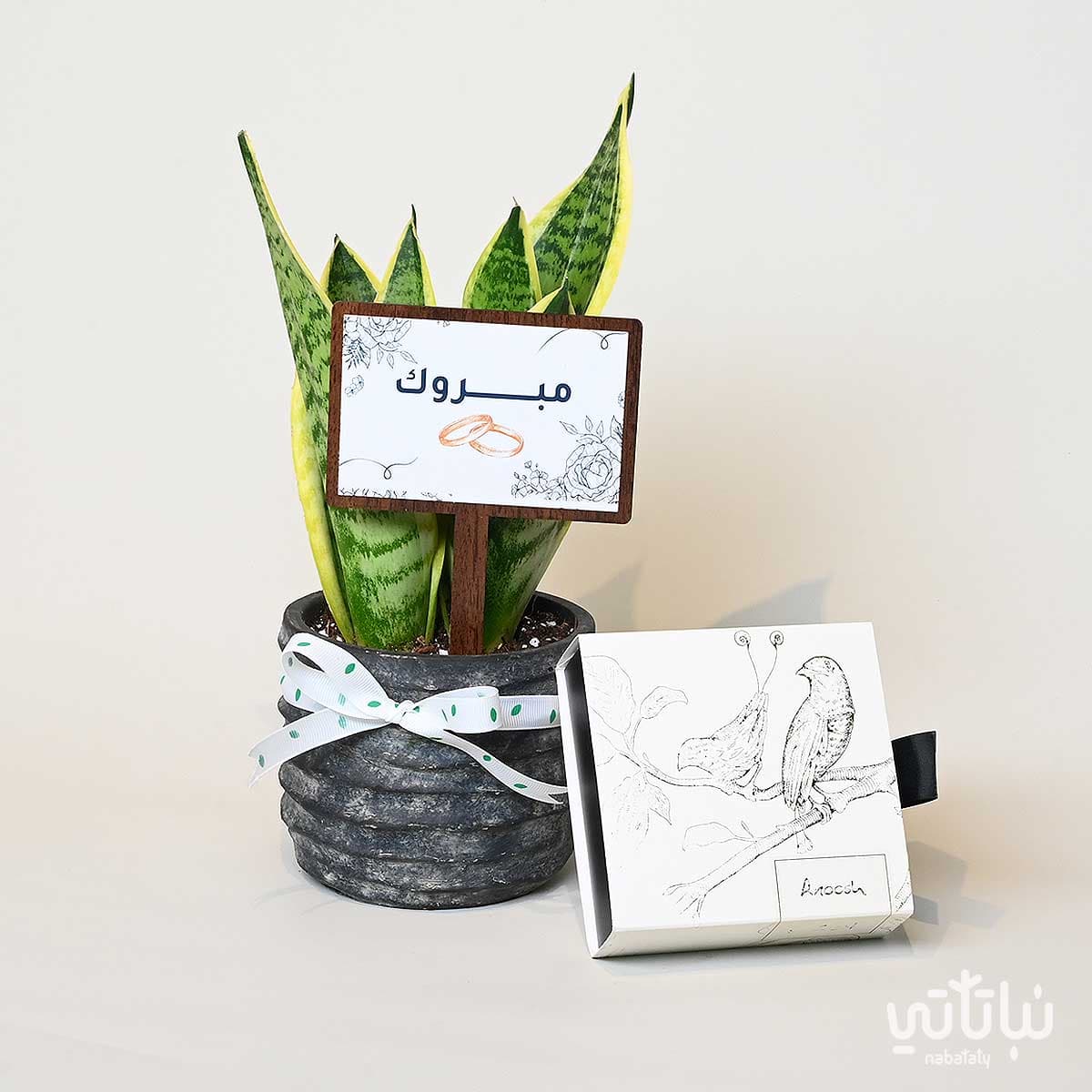 هدية الزواج نبتة جلد النمر وتشوكلت أنوش 1