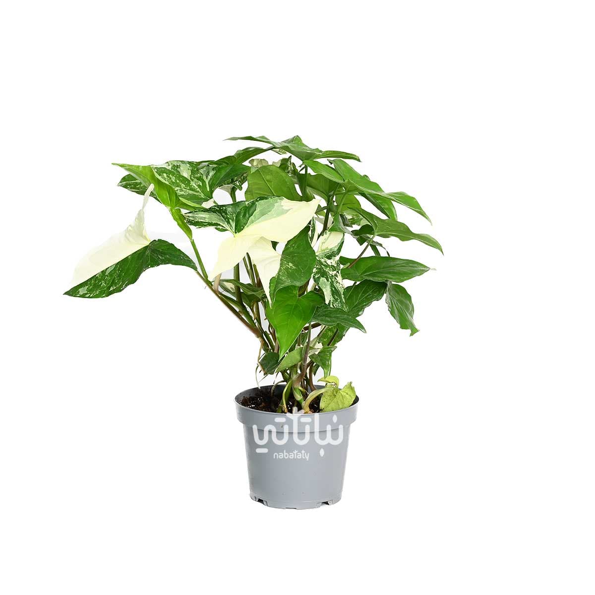 نبتة سنجونيوم البو 1