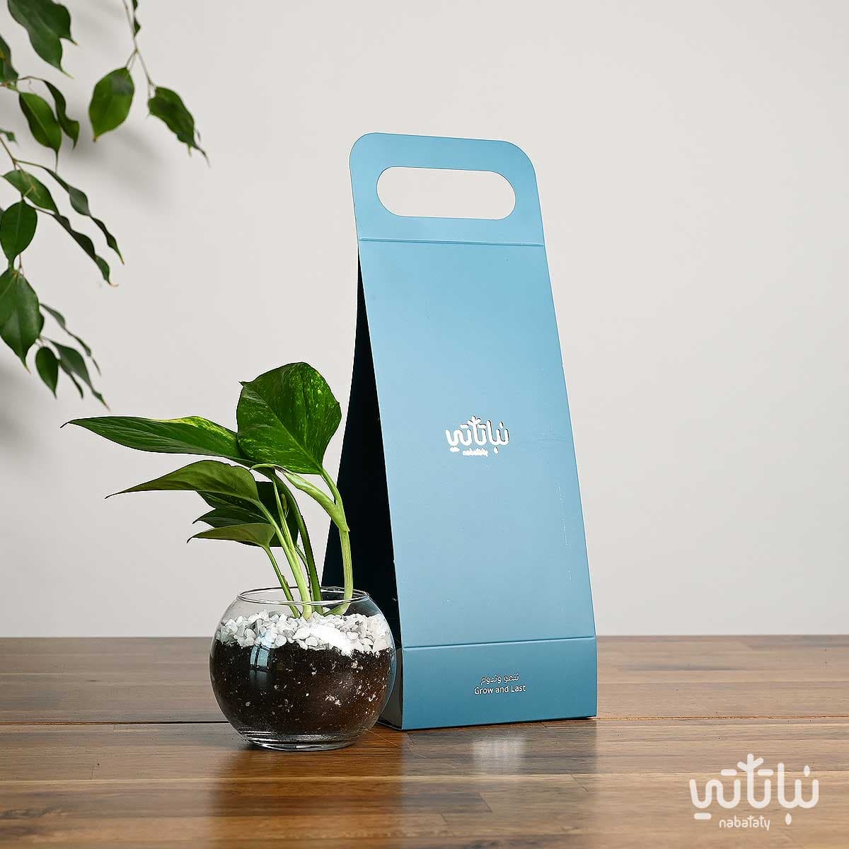 هدية هولدر نبتة البوتس ازرق