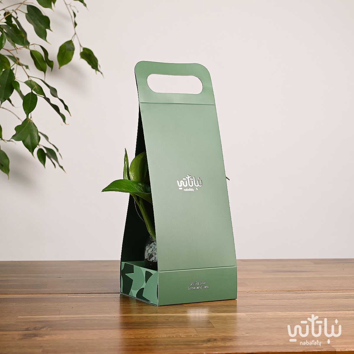 هدية هولدر نبتة البوتس اخضر 4