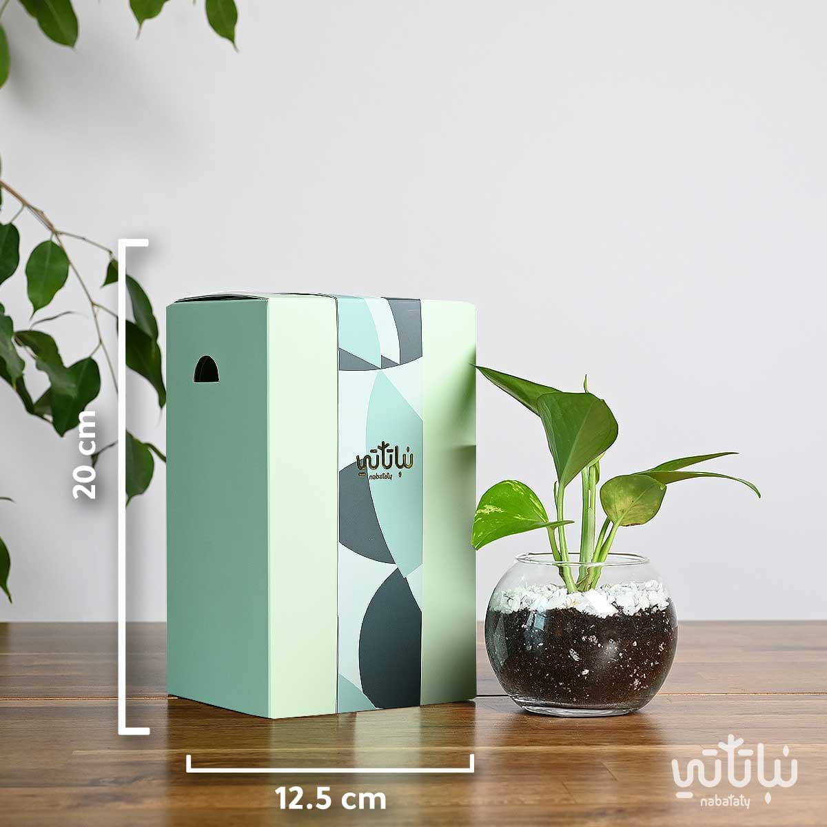 هدية نبتة البوتس اخضر فاتح 4