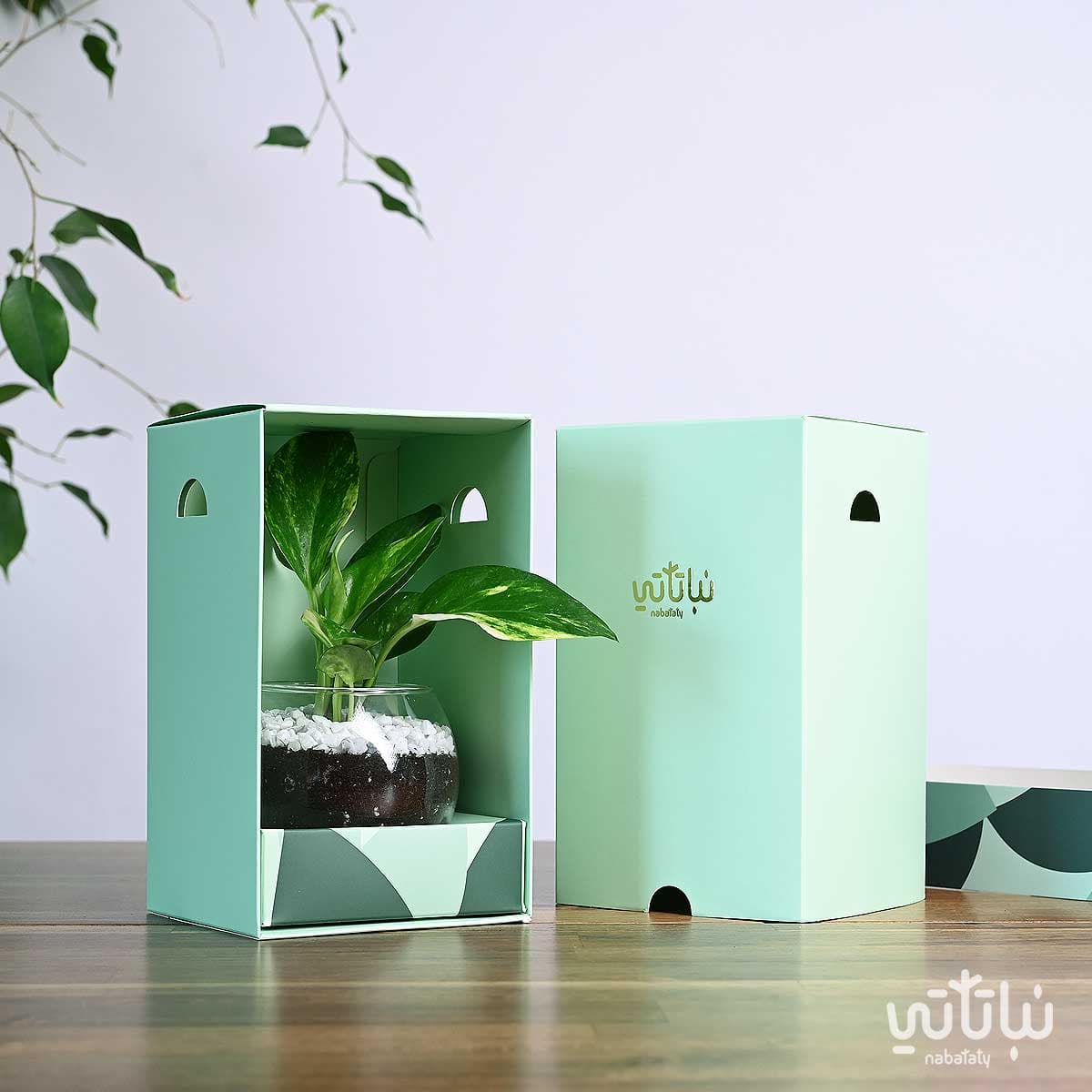 هدية نبتة البوتس اخضر فاتح 2