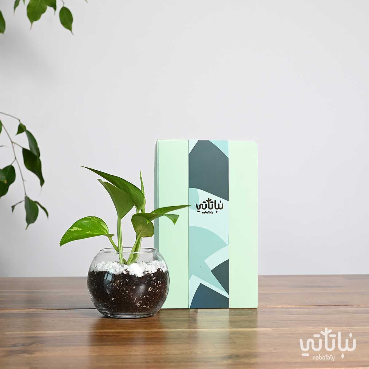 هدية نبتة البوتس اخضر فاتح 1