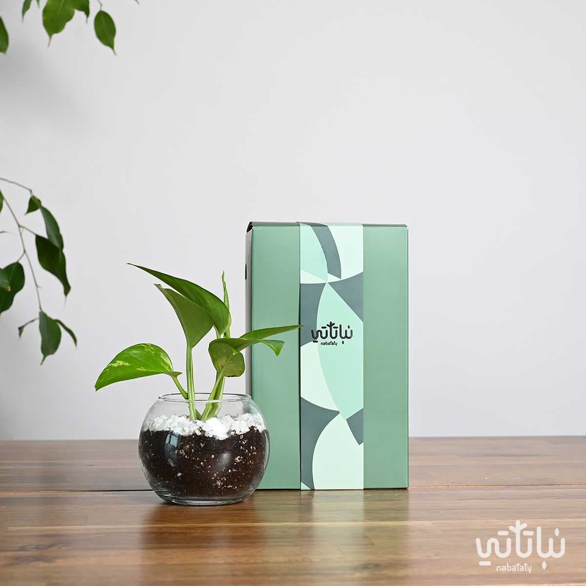 هدية نبتة البوتس اخضر 4