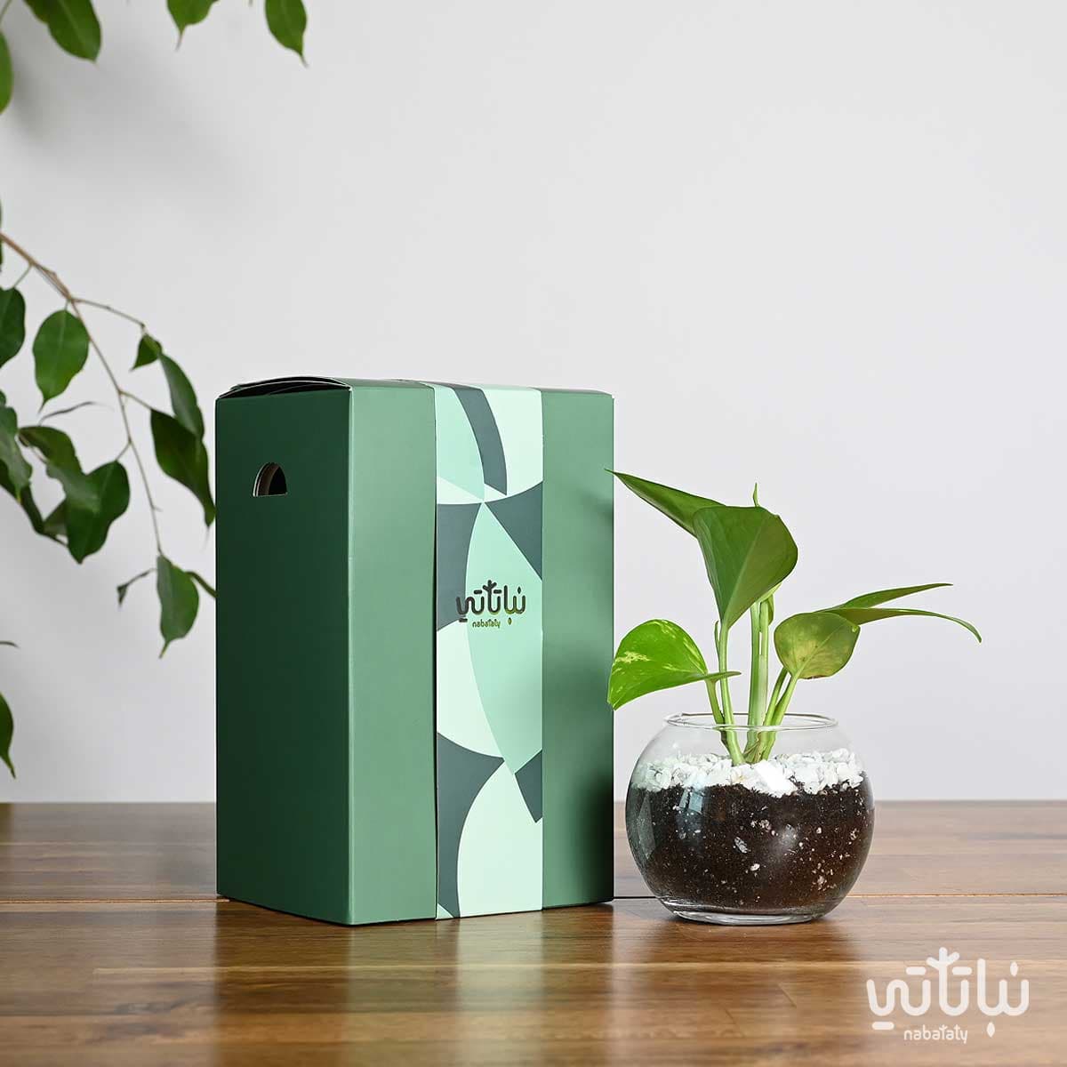 هدية نبتة البوتس اخضر 1