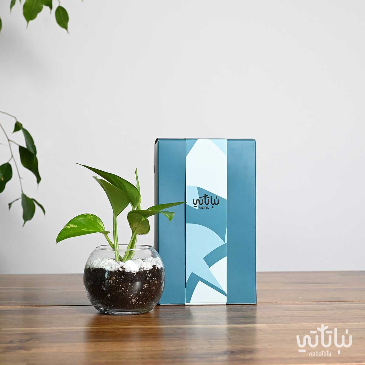 هدية نبتة البوتس ازرق 1