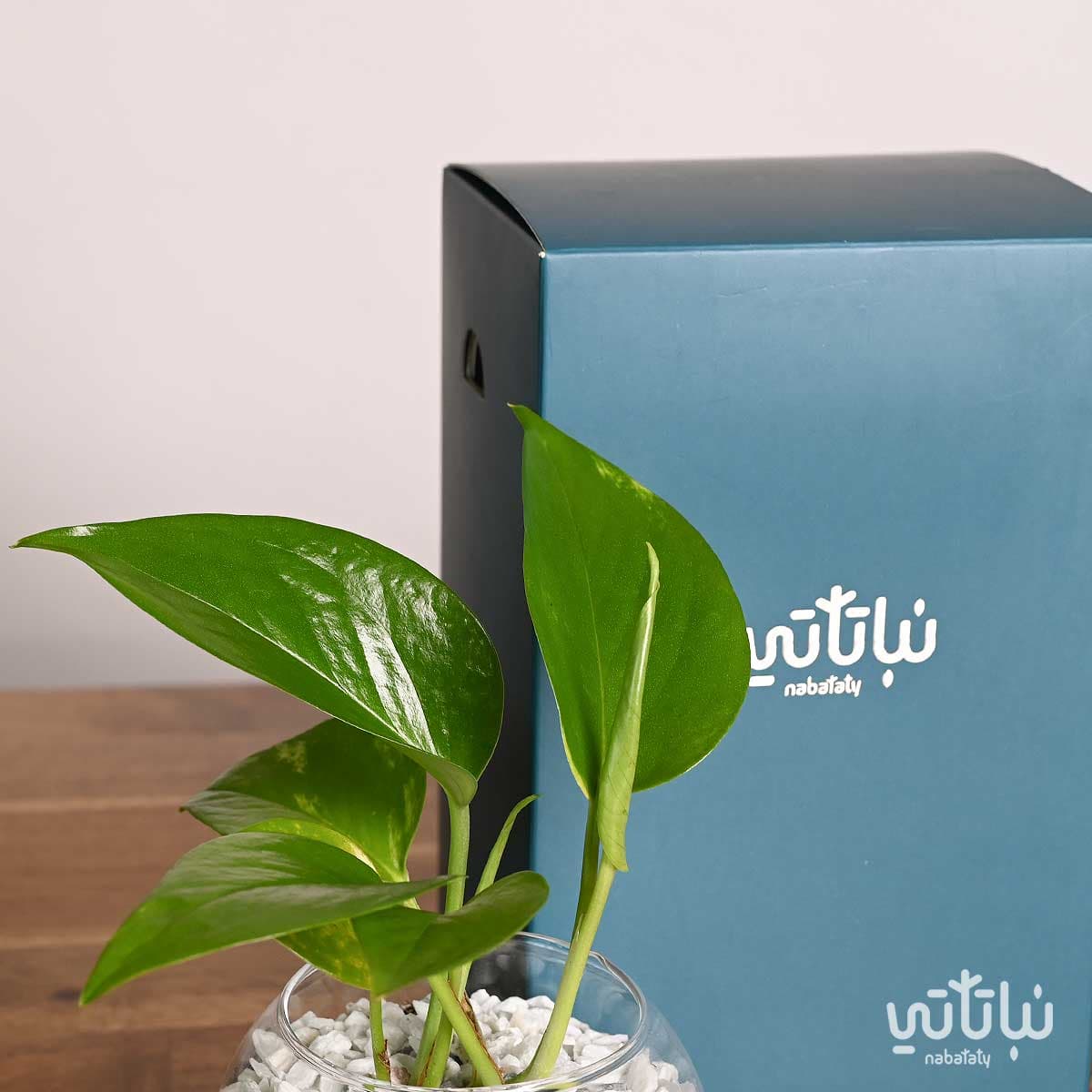 هدية نبتة البوتس ازرق 4