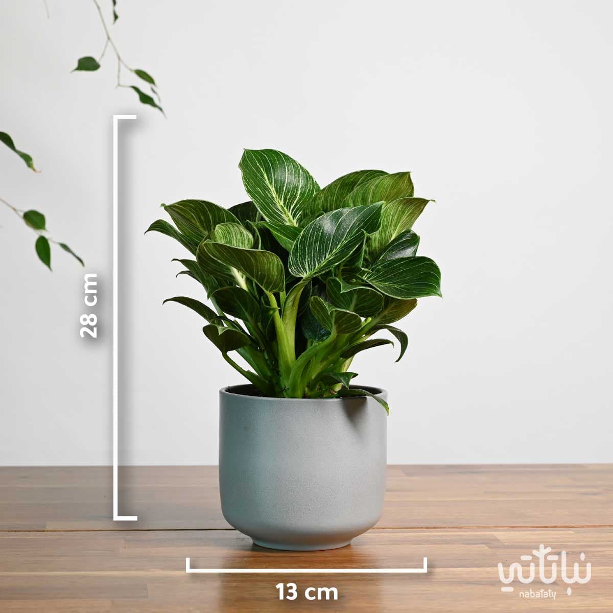 نبتة فيلوديندرون بيركين في اصيص سيراميك رمادي فاتح 3