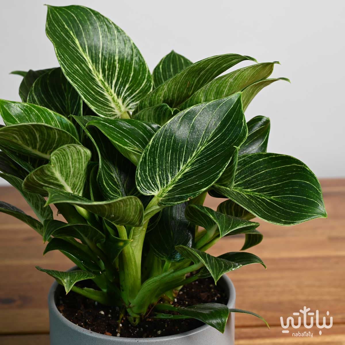 نبتة فيلوديندرون بيركين في اصيص سيراميك رمادي فاتح 2