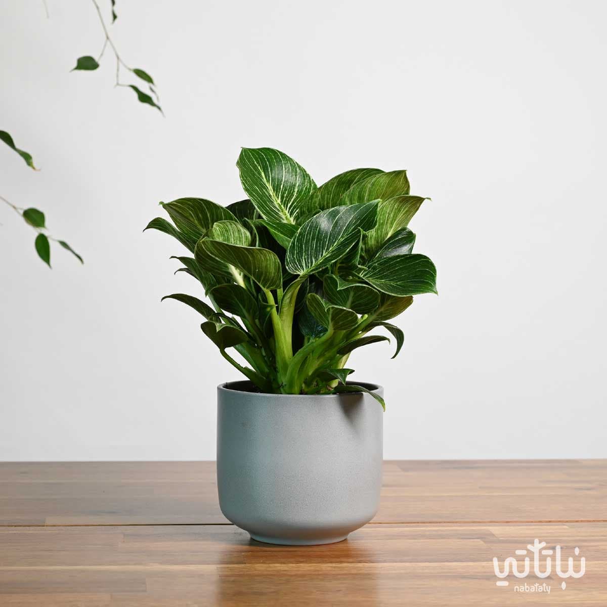 Philodendron Birkin in a light gray ceramic pot