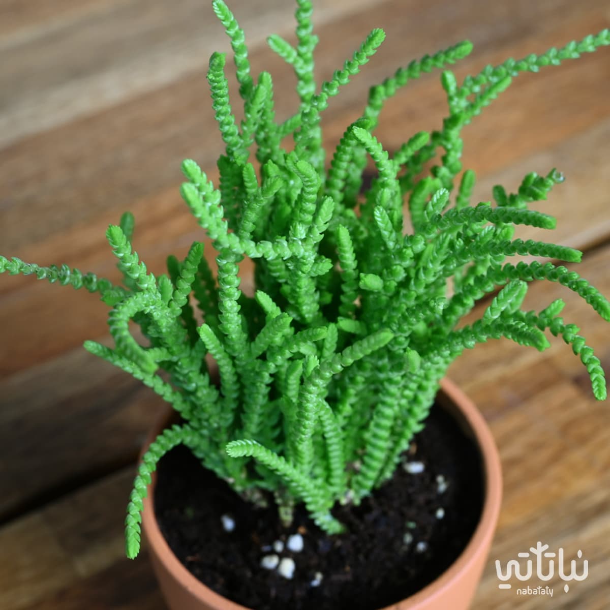 Crassula muscosa plant in a brown ceramic pot 3