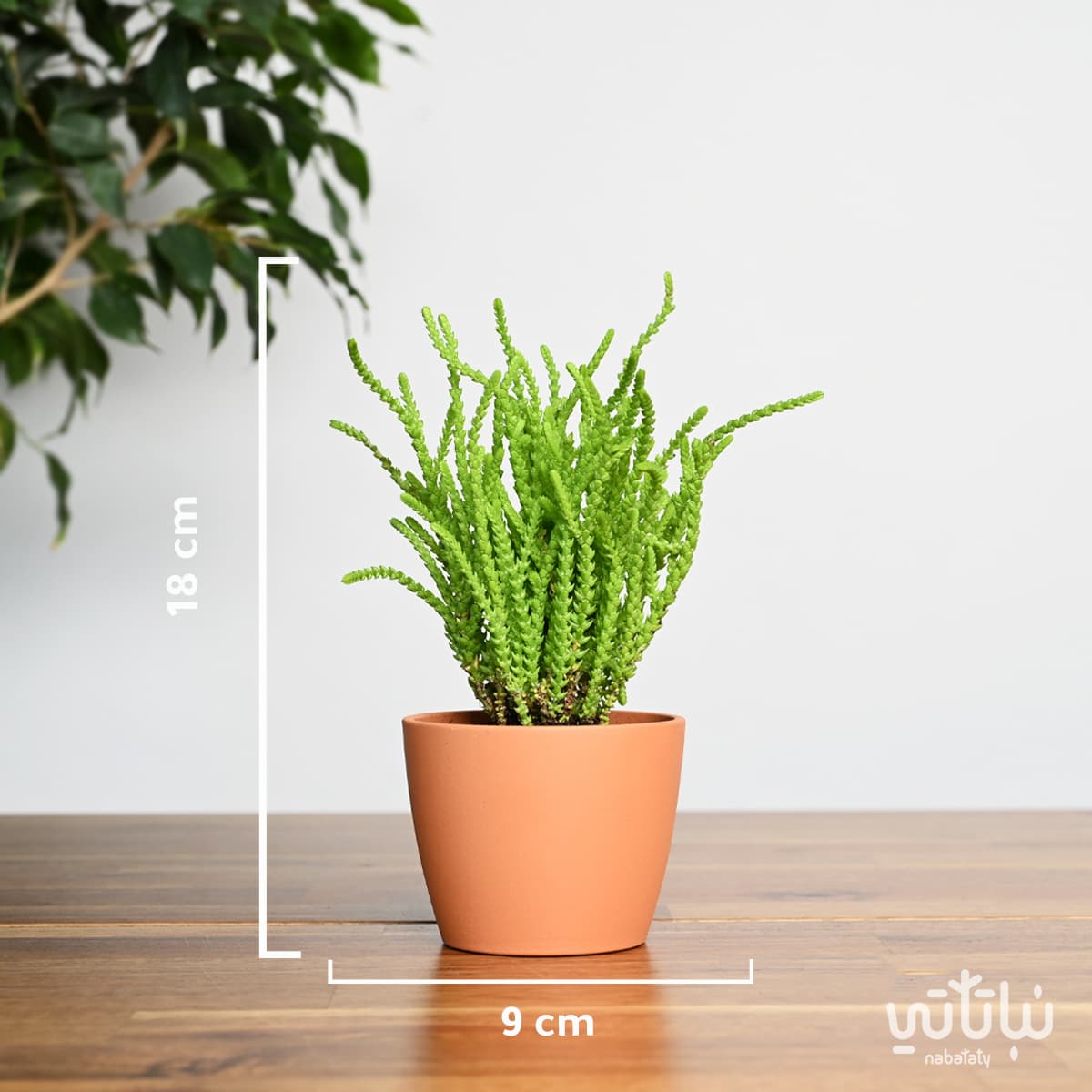 Crassula muscosa plant in a brown ceramic pot 2