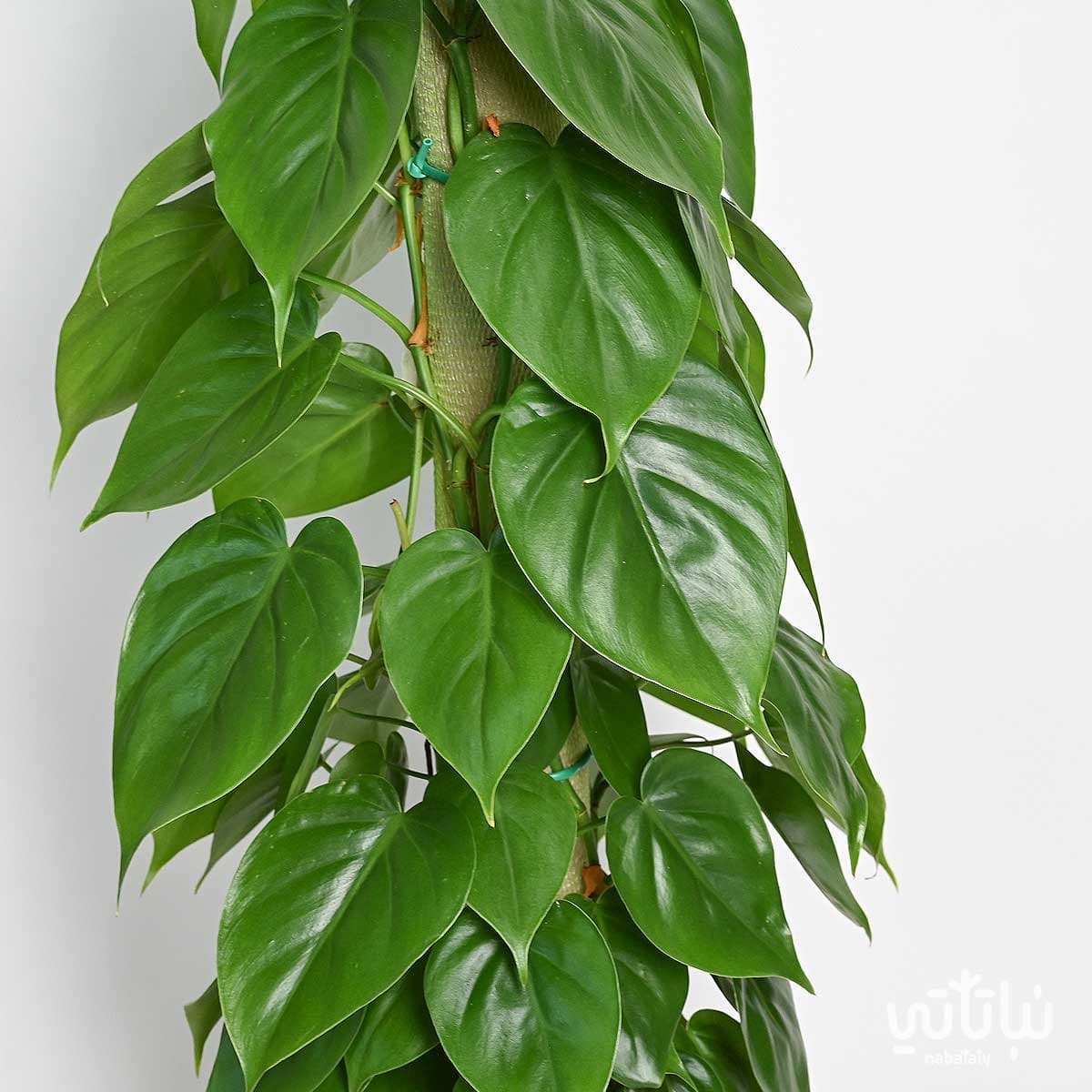 نبتة كرمة المحبوب متسلقة 100سم 2