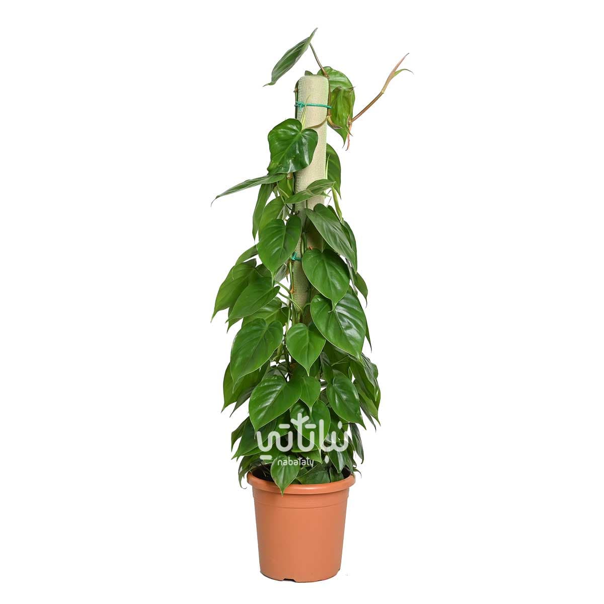 نبتة كرمة المحبوب متسلقة 100سم 1