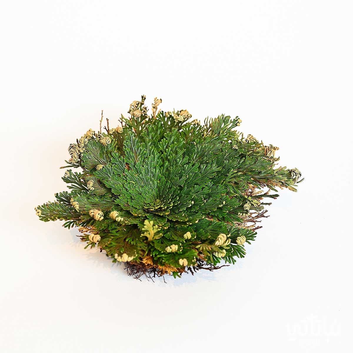 نبتة السلاجينيلا المتقشرة